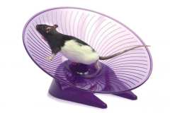 Small-N-Furry-Fly-N-Saucer-Wheel-Large-with-rat